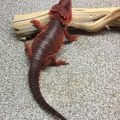 bearded dragons for sale, bearded dragons for adoption