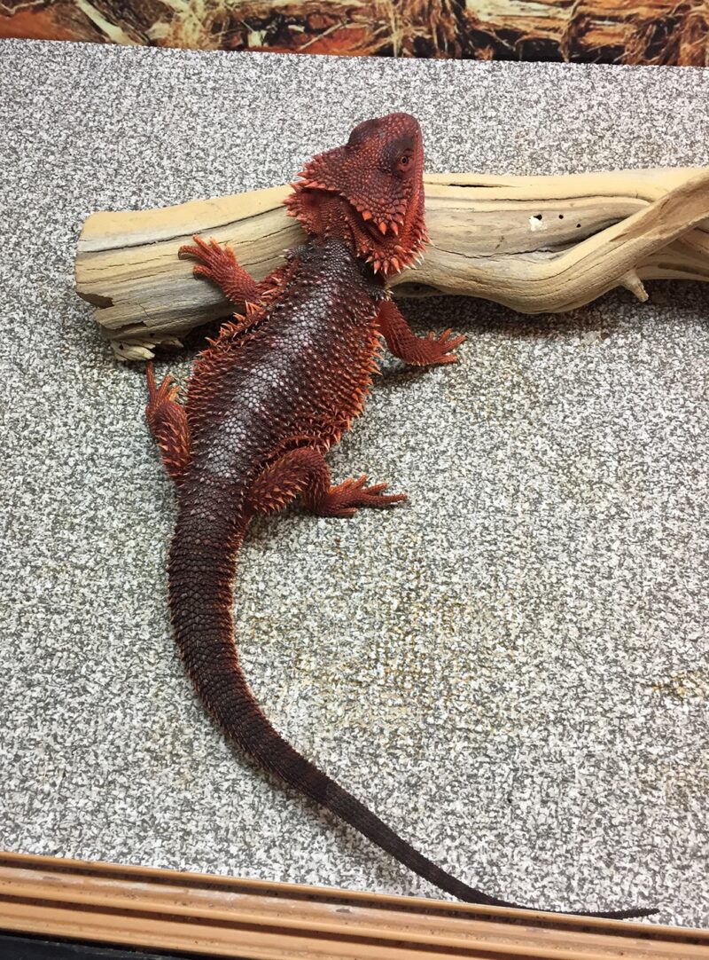 bearded dragons for sale, bearded dragons for adoption