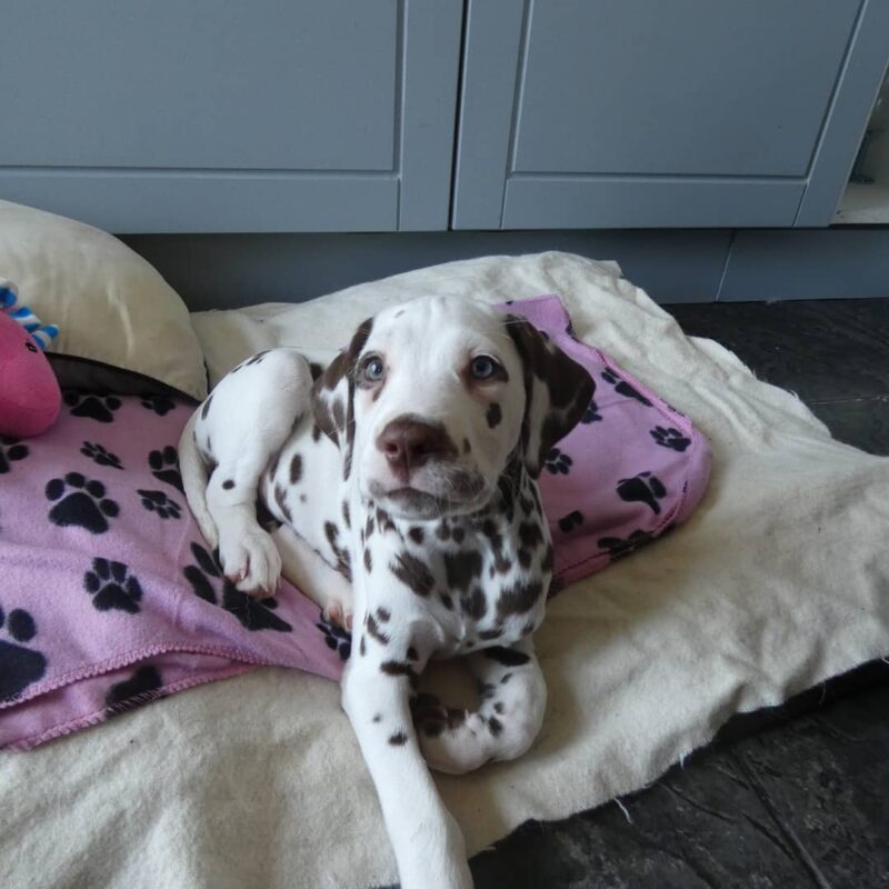 dalmatian puppies for sale near me