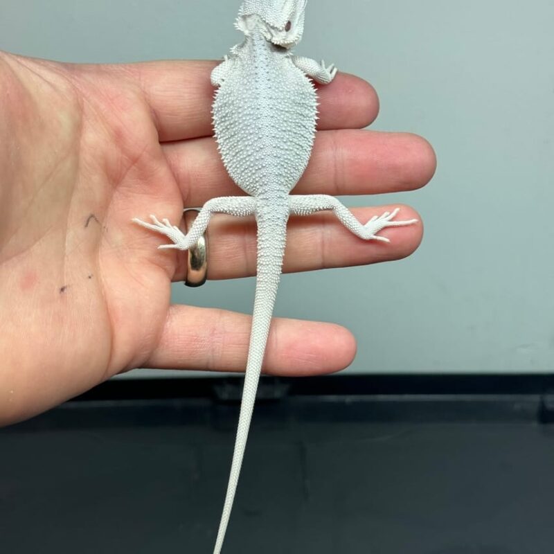 adopt white bearded dragons for sale