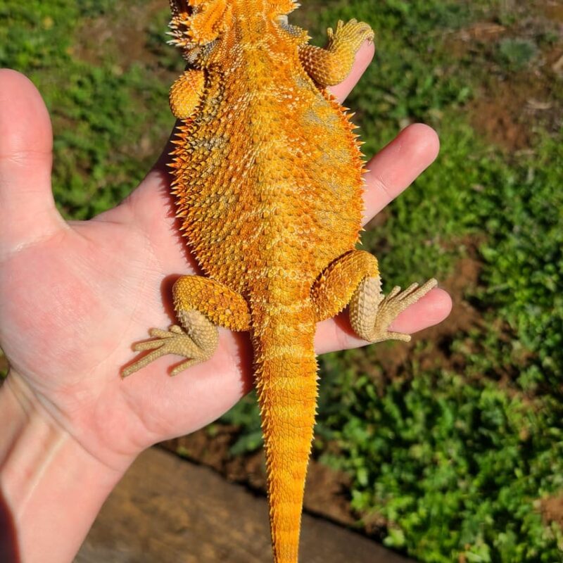 adopt bearded dragons