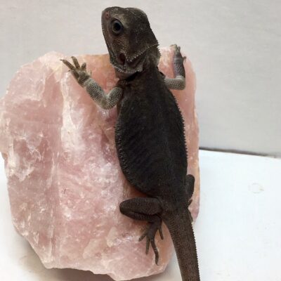 obtain adopt bearded dragons