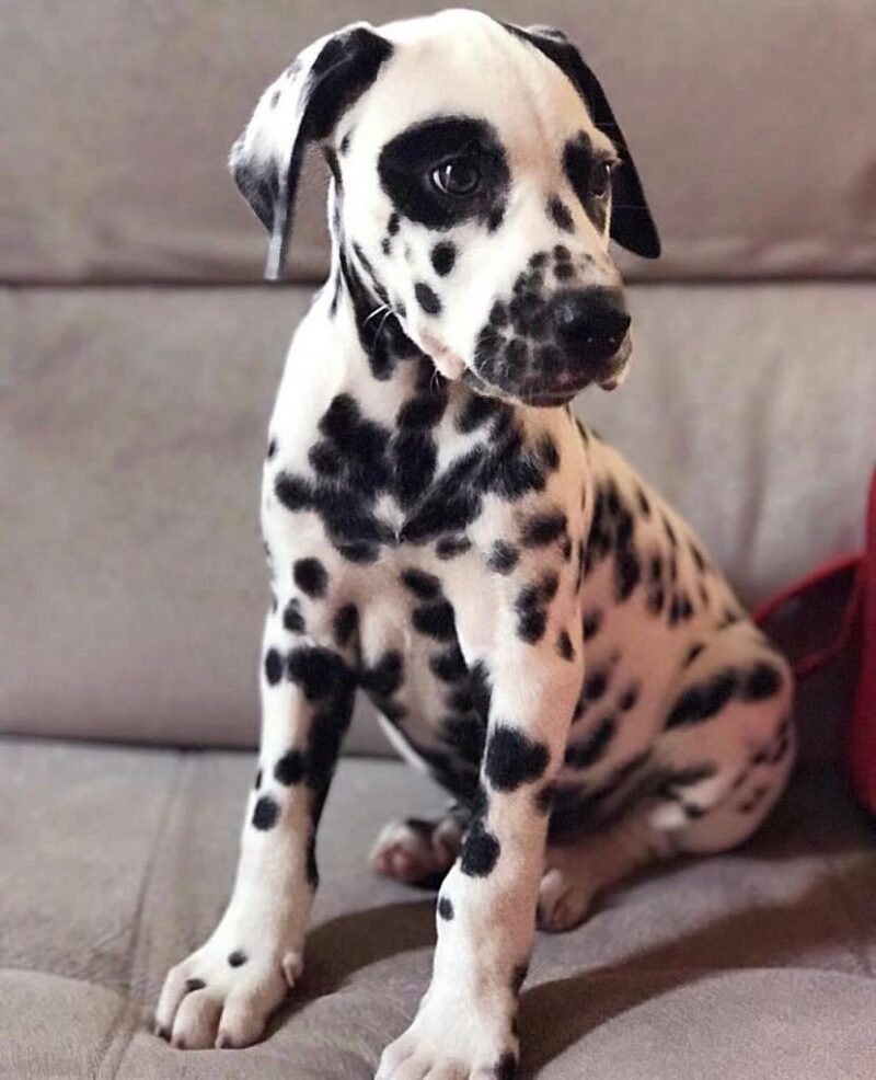 dalmatian puppies for sale near me