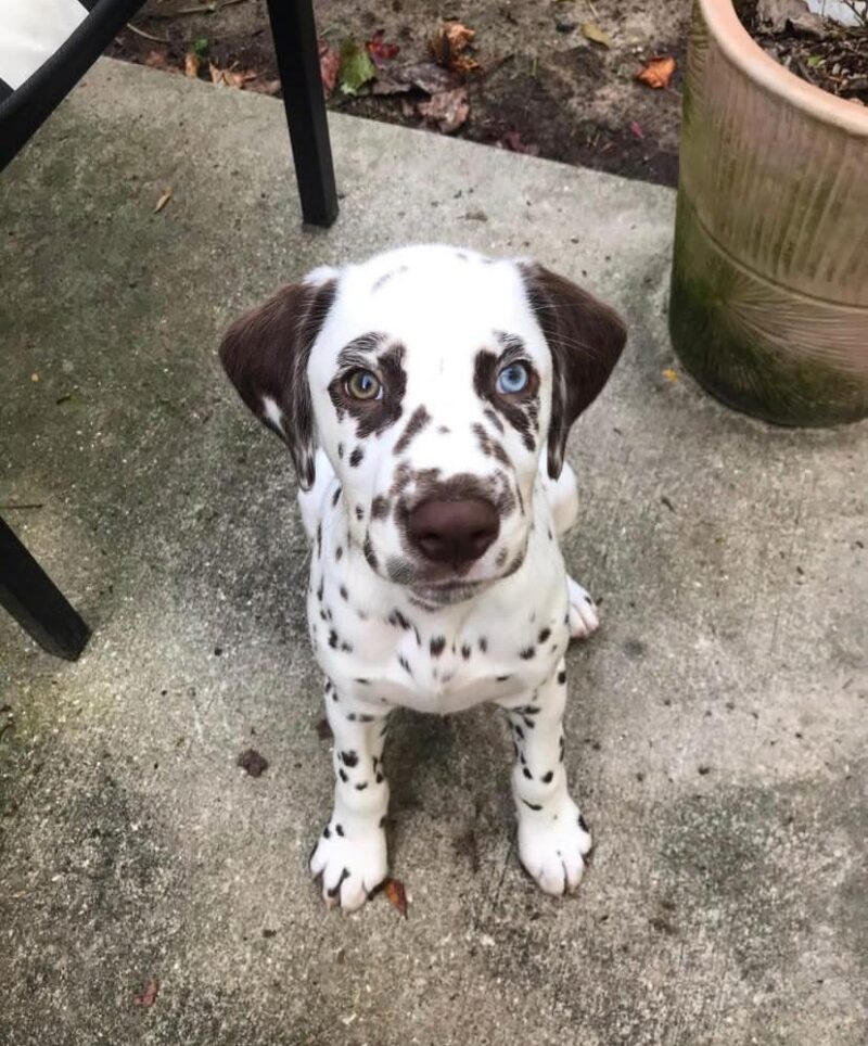 dalmatian puppies for sale near me