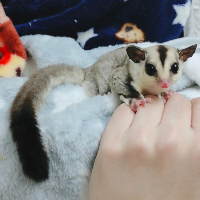 baby sugar gliders for sale