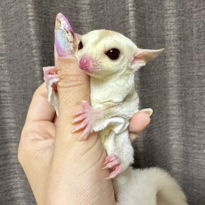 baby sugar gliders for sale