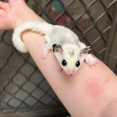 baby sugar gliders for sale