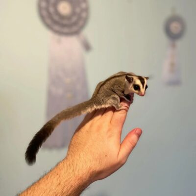 Sugar Gliders For Sale! 100% Healthy And 100% Trained!