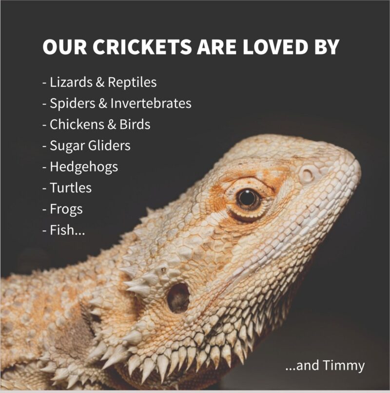 Live Feed Crickets Reptile Food