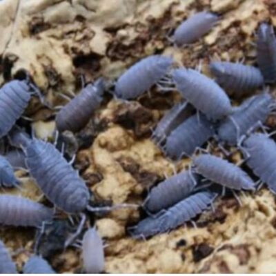 Powder Blue Isopods Live Feed Reptile Food