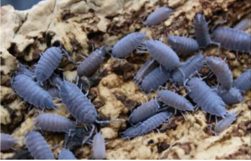 Powder Blue Isopods Live Feed Reptile Food