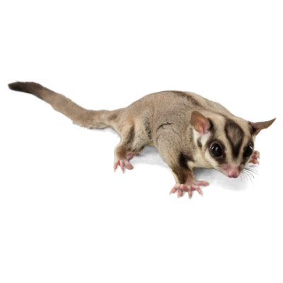 sugar glider rescue near me