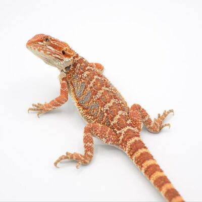 bearded dragons for sale, bearded dragons for adoption