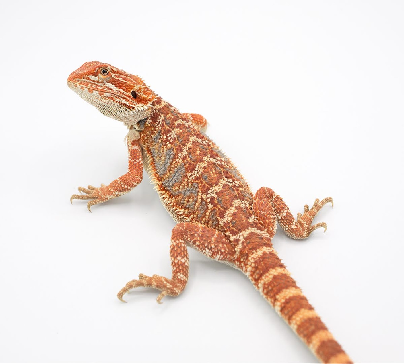 bearded dragons for sale, bearded dragons for adoption