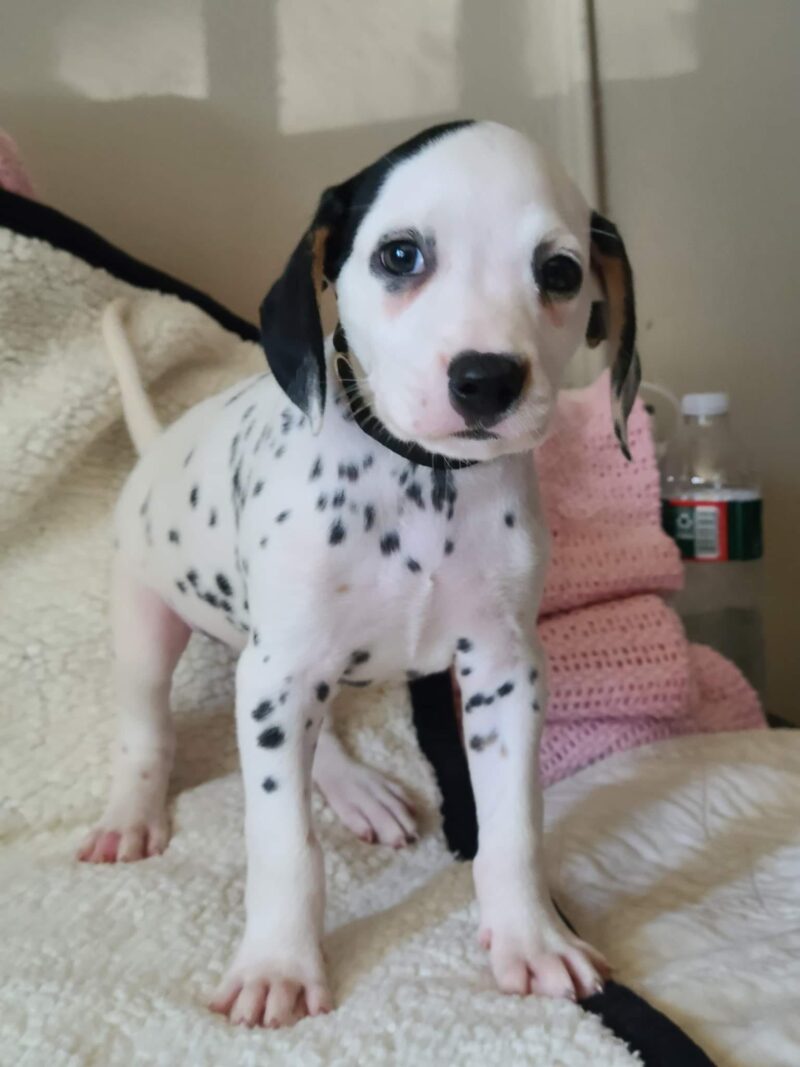 dalmatian puppies for sale near me