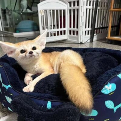 Fennec Fox - friendly exotic pet monkeys for sale near me