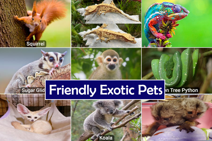 Facts about wild fennec foxes - friendly exotic pet for sale near me