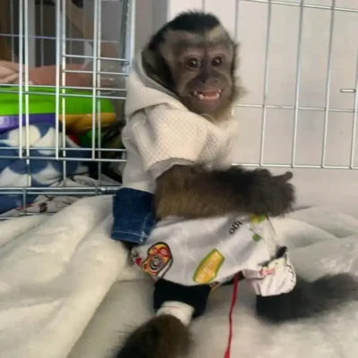 buy a capuchin monkey near me