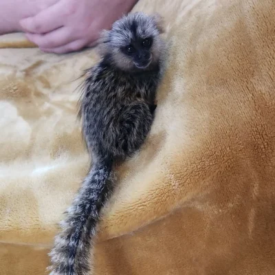 male and female marmoset monkey for sale near me