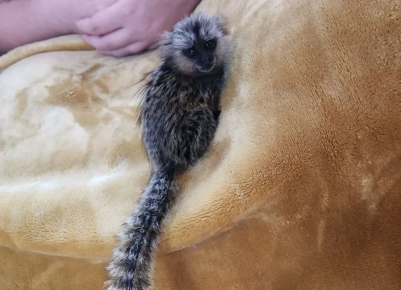 male and female marmoset monkey for sale near me