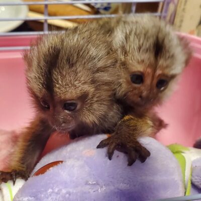 Marmoset Monkeys For Sale