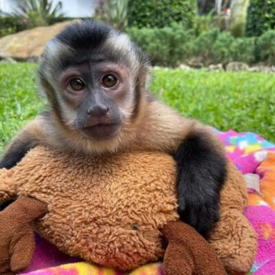 buy a capuchin monkey near me