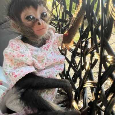 spider monkey for sale - Stepnie