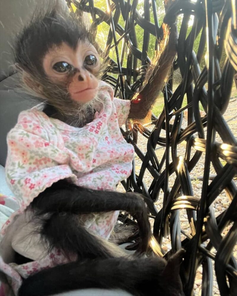 spider monkey for sale - Stepnie