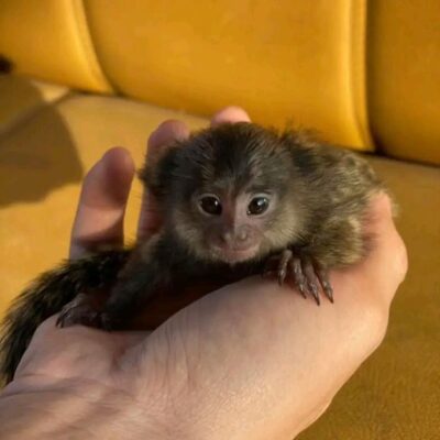 Nella-The-Adorable-Marmoset