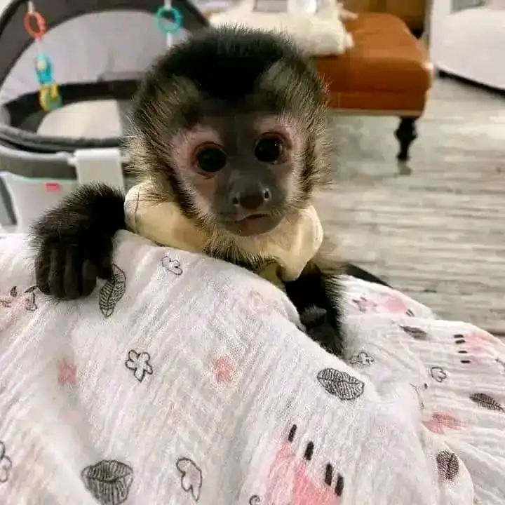 buy pet monkey for adoption