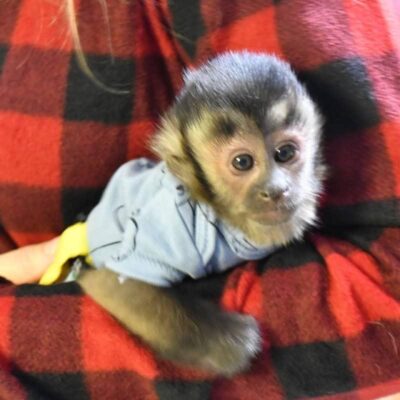 capuchin monkey for sale