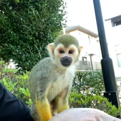 buy a squirrel monkey for sale