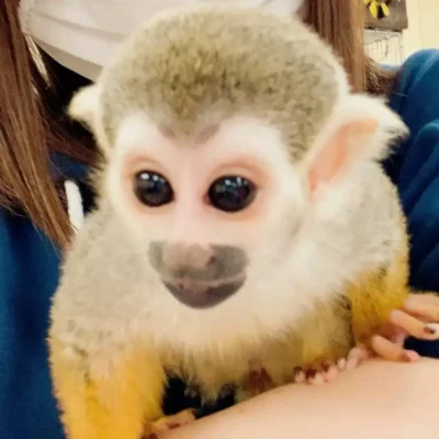 buy a squirrel monkey for sale