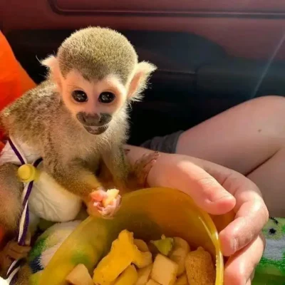 buy a squirrel monkey for sale