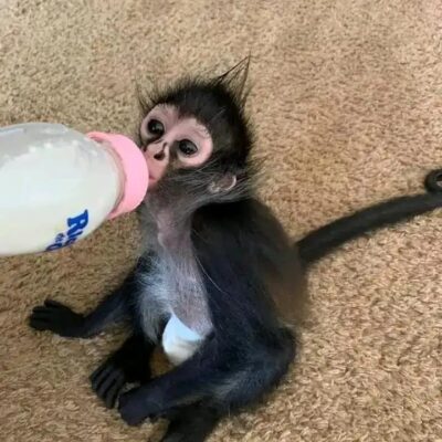 adopt pet spider monkey near me