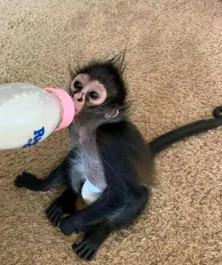 adopt pet spider monkey near me