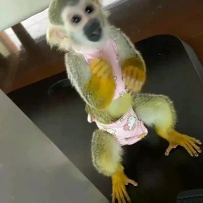 pet squirrel monkey for sale