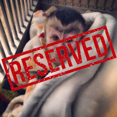 monkeys reserved