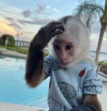 Buy Capuchin Monkey Pets - capuchin-pet-monkeys-for-sale-near-me
