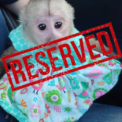 monkeys reserved