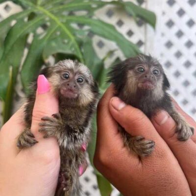 buy finger marmoset pet MONKEYs FOR SALE