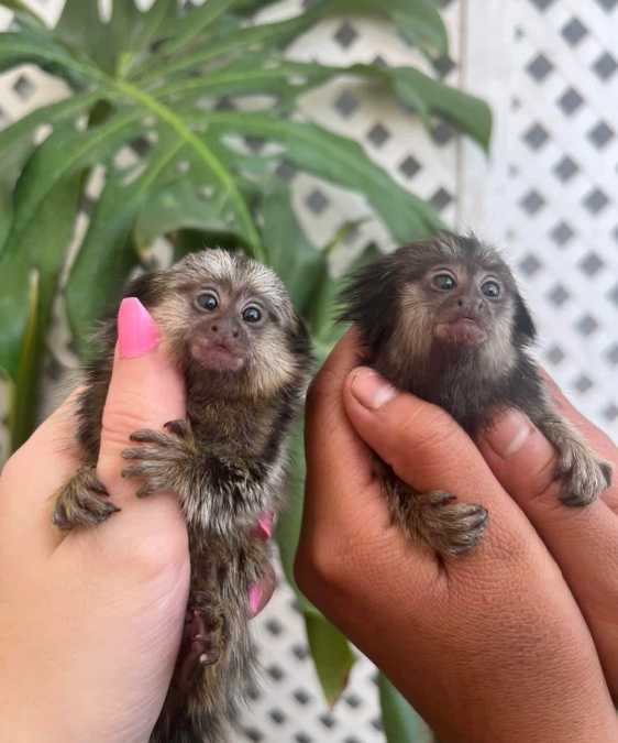 buy finger marmoset pet MONKEYs FOR SALE