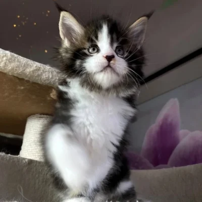 buy pet maine coon kittens, Order Maine Coon kittens online, Adopt Maine Coon kittens, Reserve a Maine Coon kitten, buy Maine Coon cats online, Maine Coon kittens with shipping, Maine Coon kittens ready to go, Affordable Maine Coon kittens,