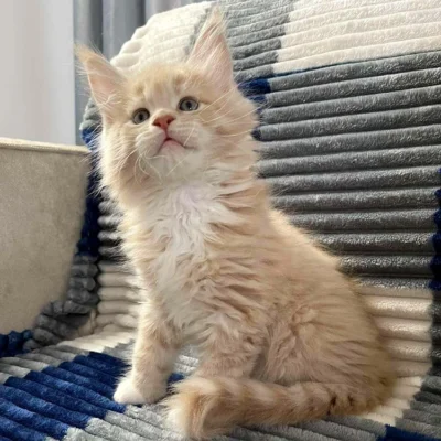 Maine Coon Cats for Sale Price, Order Maine Coon kittens online, Adopt Maine Coon kittens, Reserve a Maine Coon kitten, buy Maine Coon cats online, Maine Coon kittens with shipping, Maine Coon kittens ready to go, Affordable Maine Coon kittens,