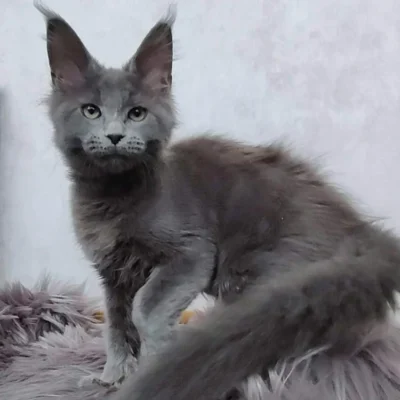 Maine Coon kittens Rescue, Order Maine Coon kittens online, Adopt Maine Coon kittens, Reserve a Maine Coon kitten, buy Maine Coon cats online, Maine Coon kittens with shipping, Maine Coon kittens ready to go, Affordable Maine Coon kittens,