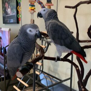 african grey parrots for sale