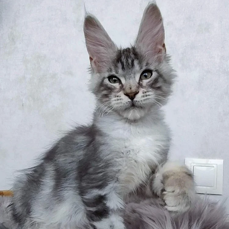 Order Maine Coon kittens online, Adopt Maine Coon kittens, Reserve a Maine Coon kitten, buy Maine Coon cats online, Maine Coon kittens with shipping, Maine Coon kittens ready to go, Affordable Maine Coon kittens,