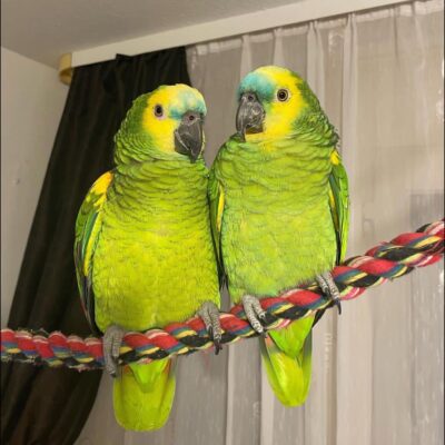 Amazon parrots