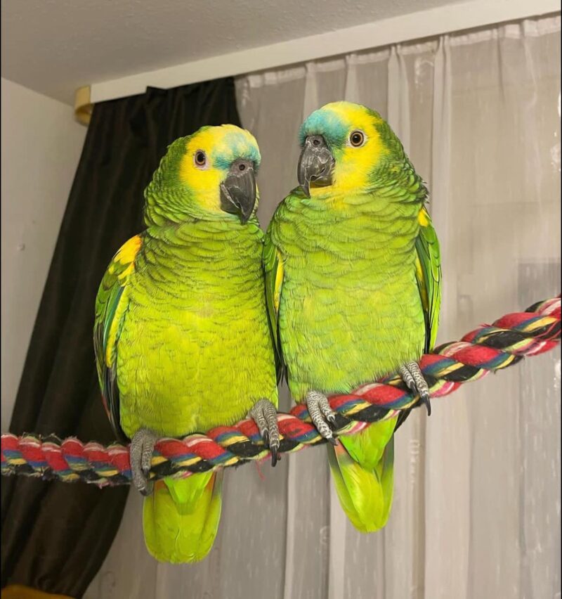 Amazon parrots