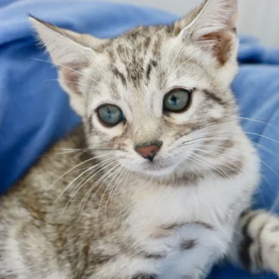 moty bengal kittens